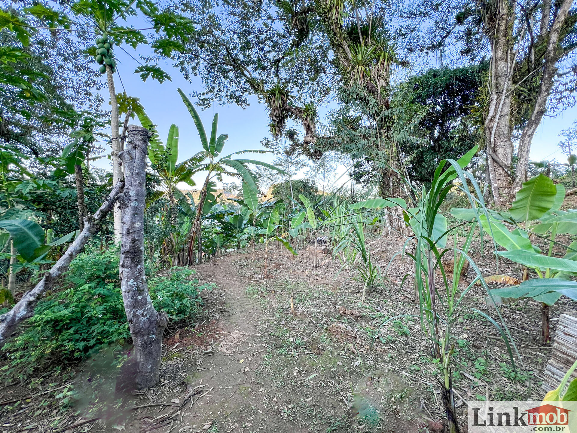 Fazenda à venda com 3 quartos, 3000m² - Foto 19