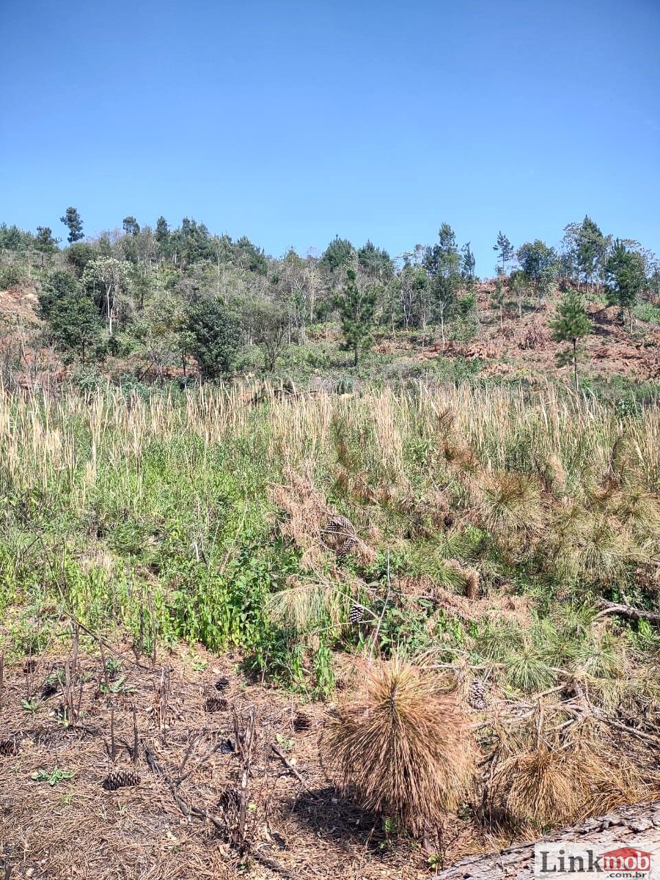 Fazenda à venda com 6 quartos, 107756m² - Foto 22