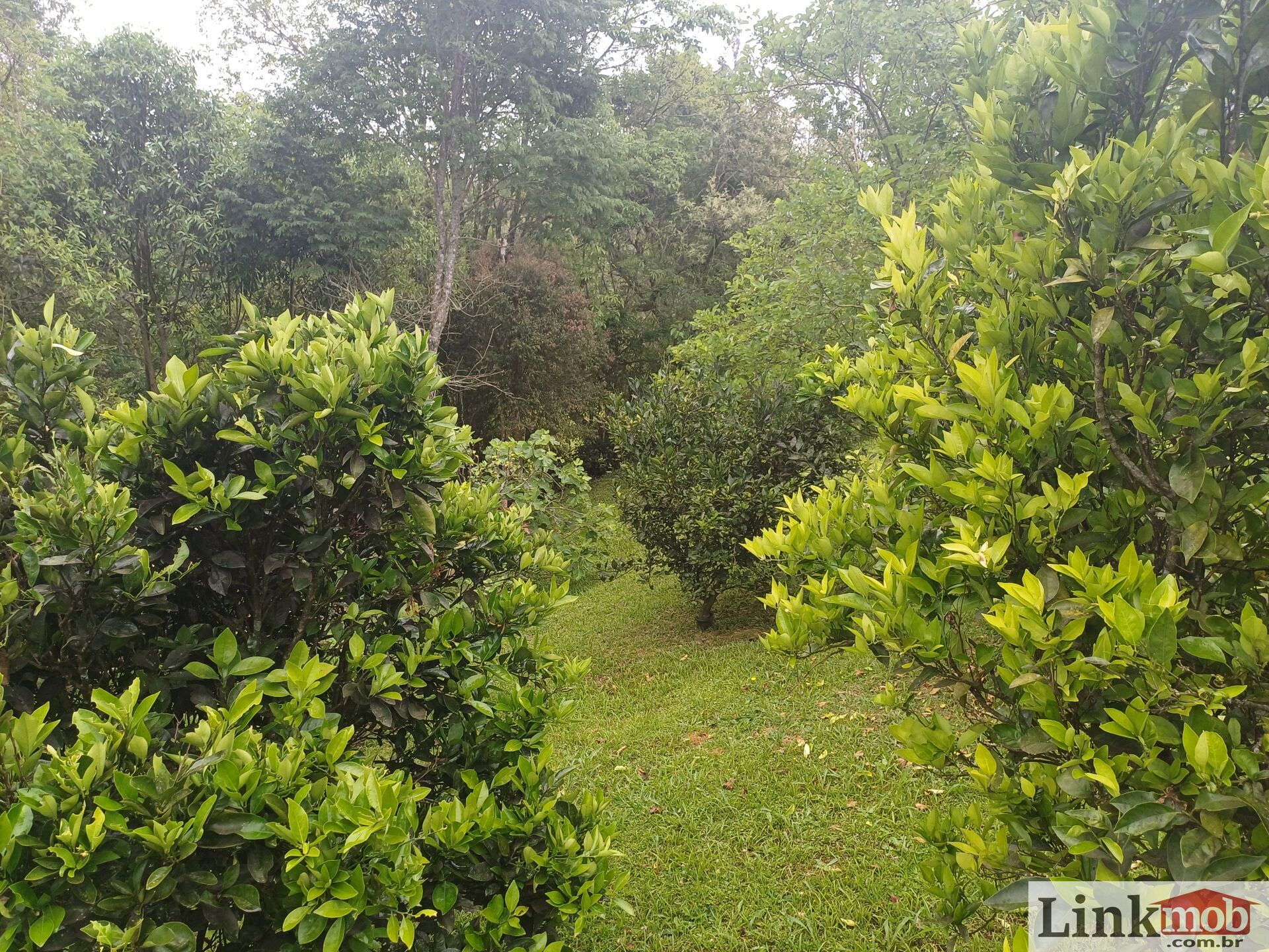 Fazenda à venda com 3 quartos, 3500m² - Foto 36