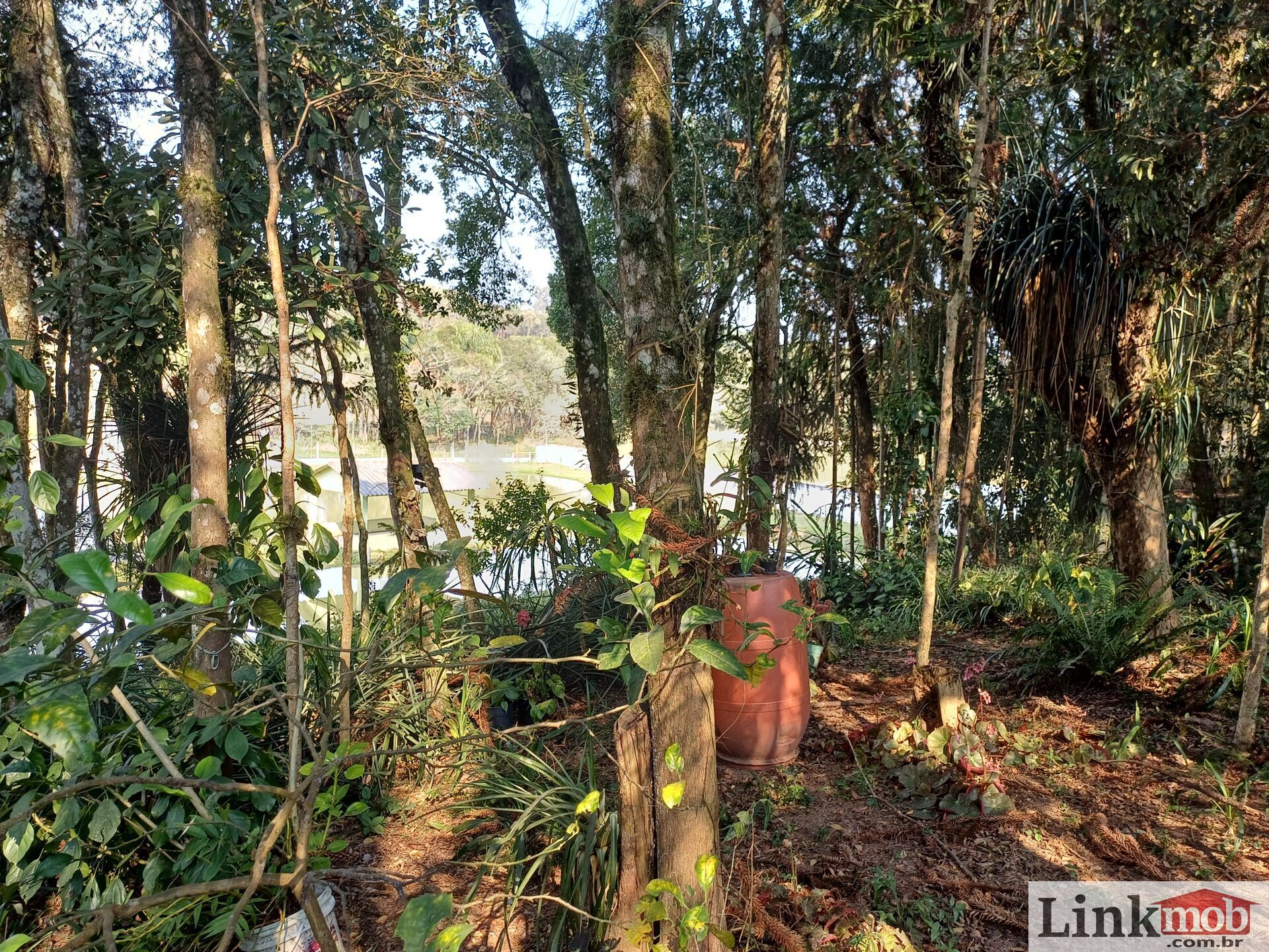 Fazenda à venda com 3 quartos, 14984m² - Foto 8