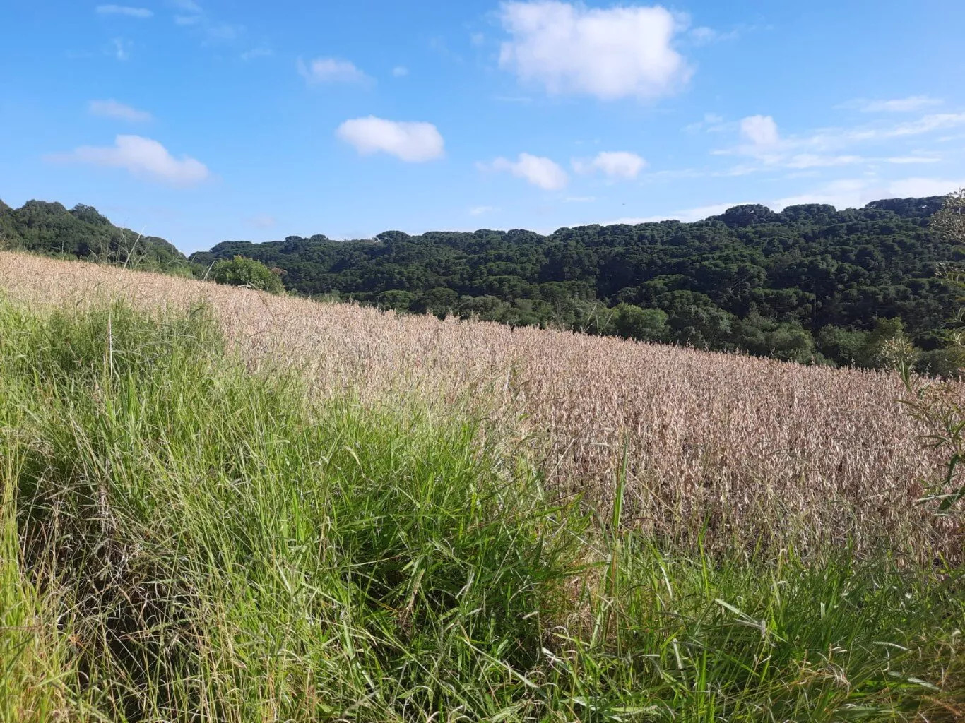 Fazenda à venda com 1 quarto, 72000m² - Foto 11