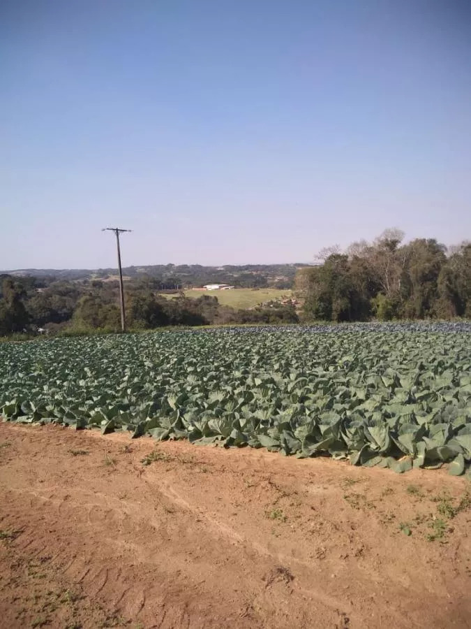 Fazenda à venda com 1 quarto, 23600m² - Foto 6