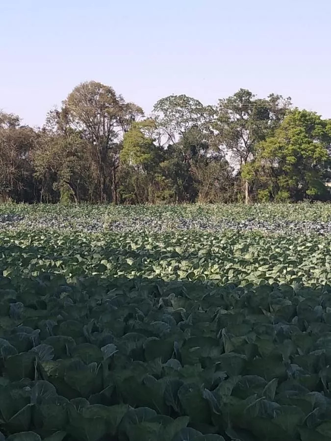 Fazenda à venda com 1 quarto, 23600m² - Foto 1