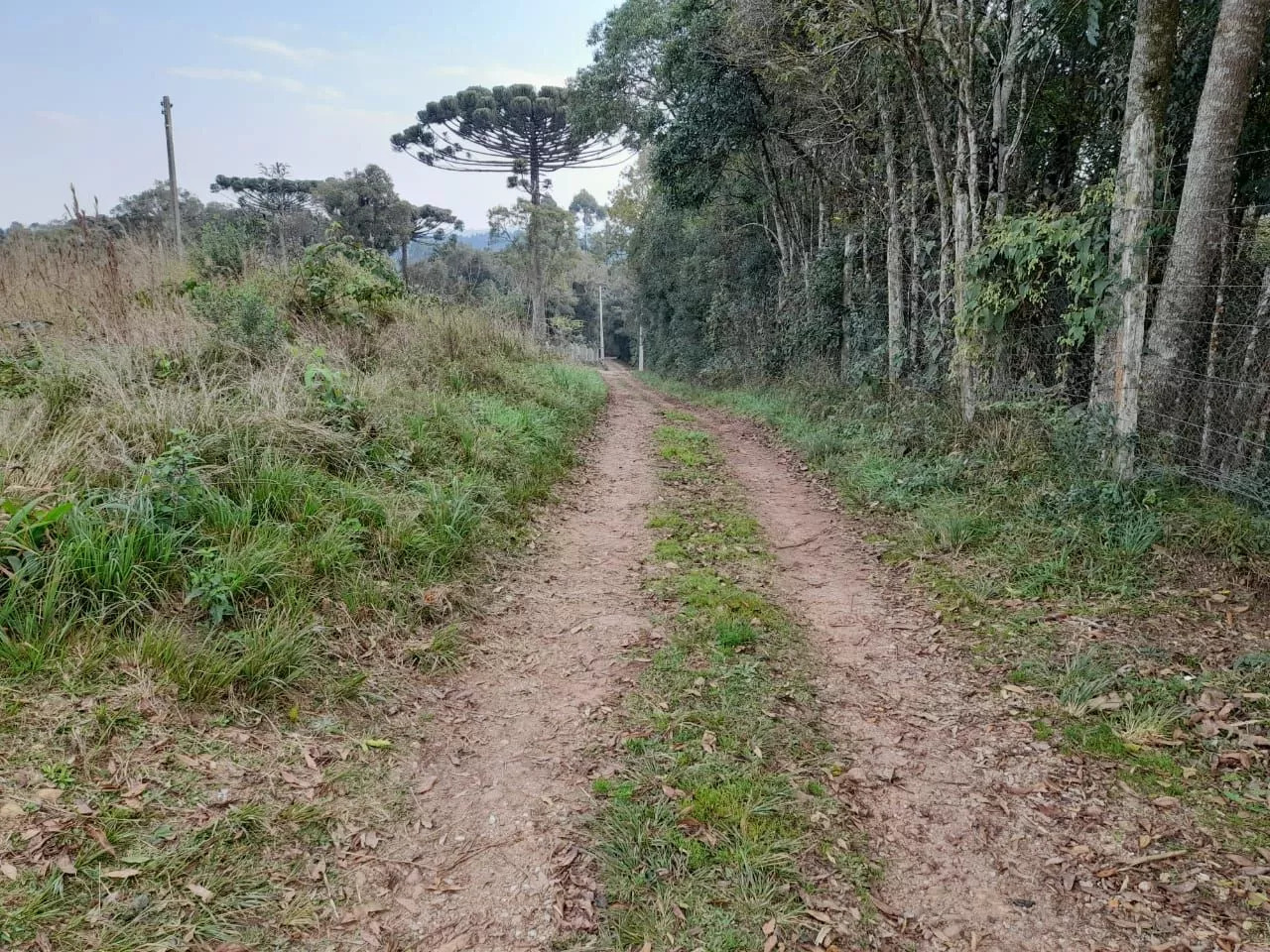 Fazenda à venda com 1 quarto, 20000m² - Foto 5