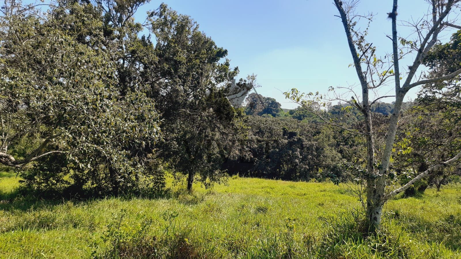 Sítio à venda com 3 quartos, 48400m² - Foto 39