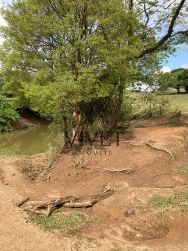 Sítio, 3 hectares - Foto 14