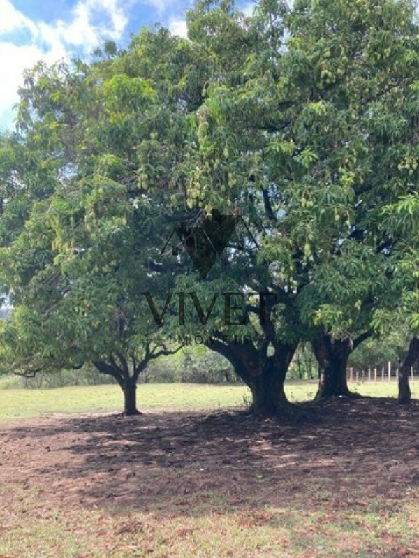 Sítio, 3 hectares - Foto 13