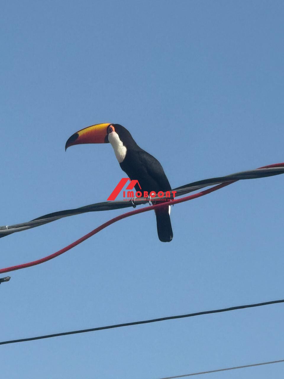 Terreno, 1131 m² - Foto 4