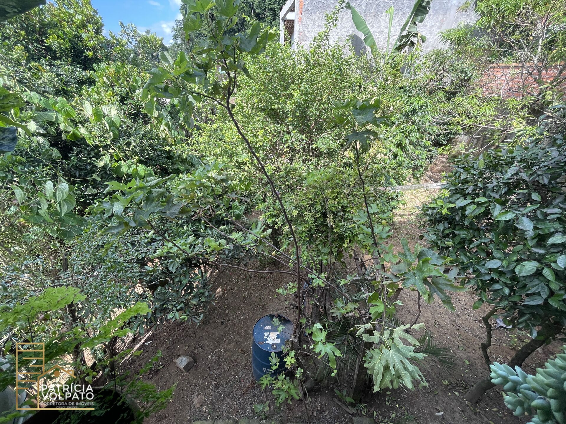 Casa Duplex com pomar — foto 4