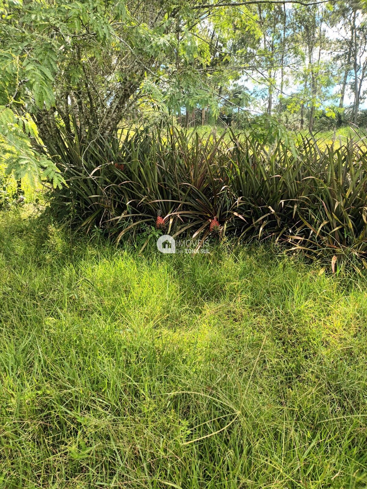 Fazenda à venda com 2 quartos, 10000m² - Foto 9