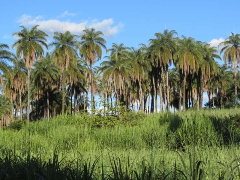 Chácara à venda com 1 quarto, 370000m² - Foto 4