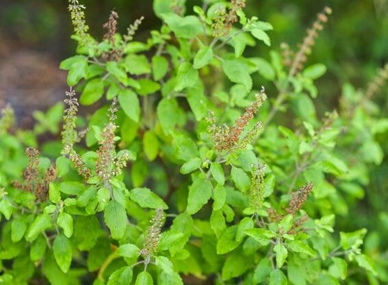 O delicado e poderoso manjericão
