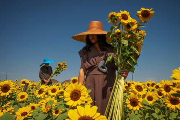 A primavera nos campos de flores de Holambra