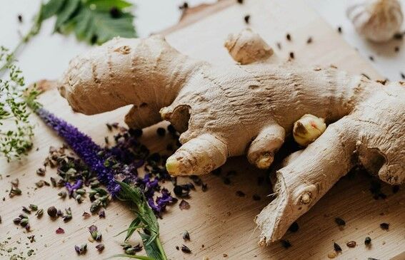 O gengibre é bom na cozinha e faz bonito no jardim