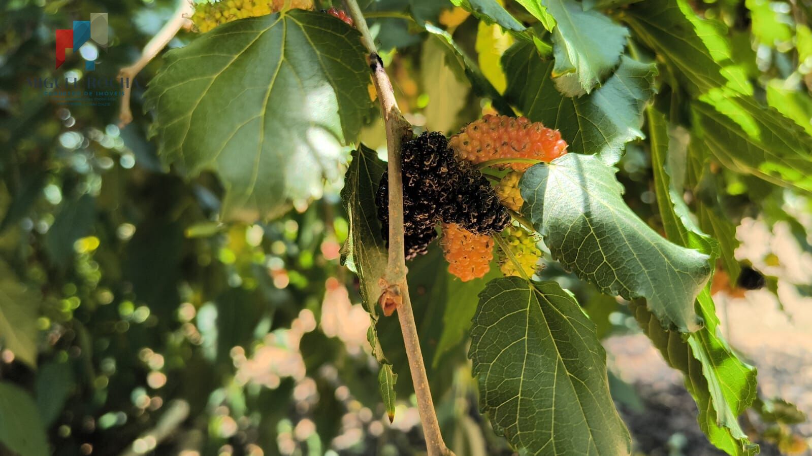 Chácara, 2 quartos, 500 m² - Foto 36