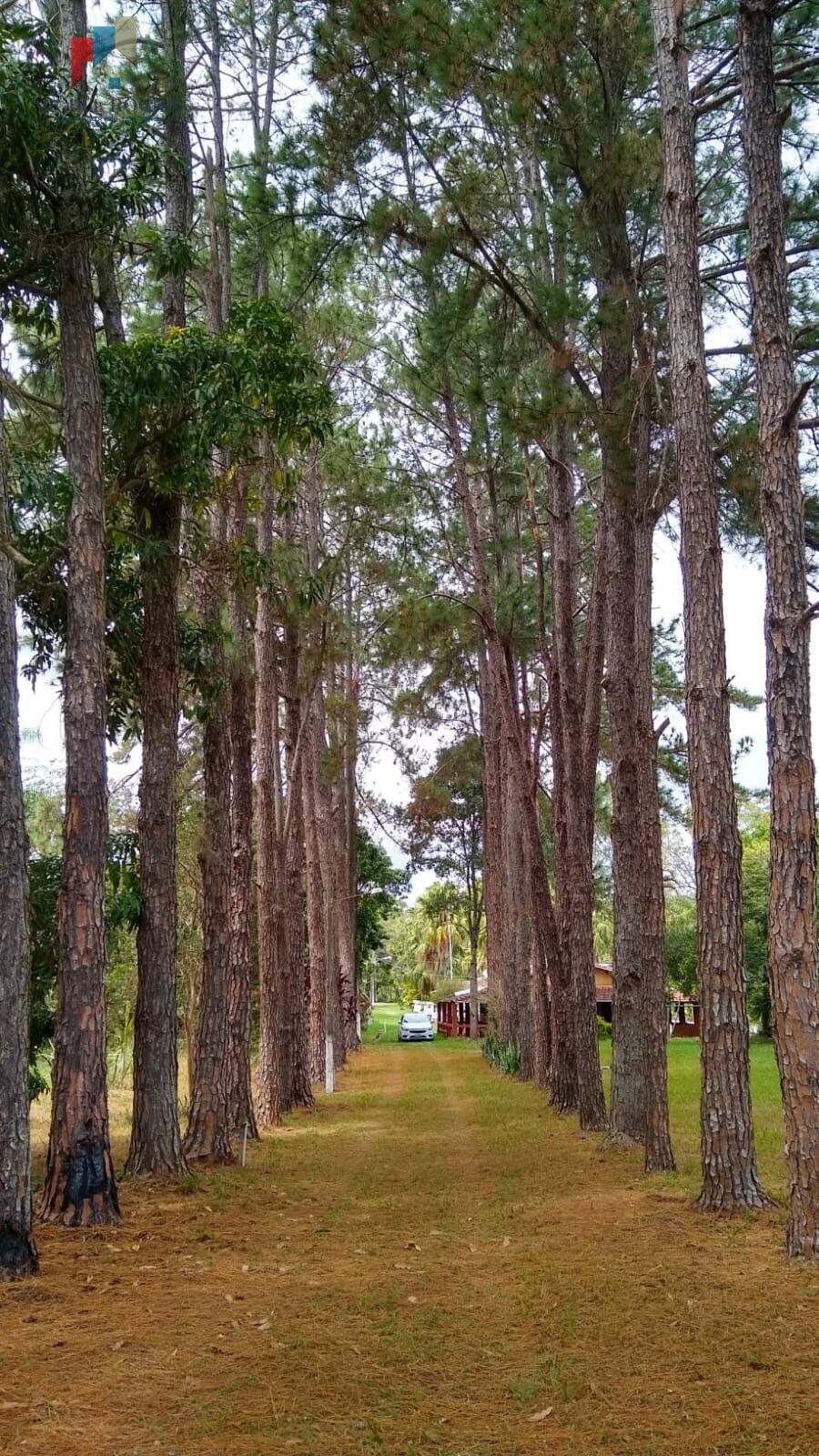 Fazenda à venda com 3 quartos, 5050m² - Foto 7