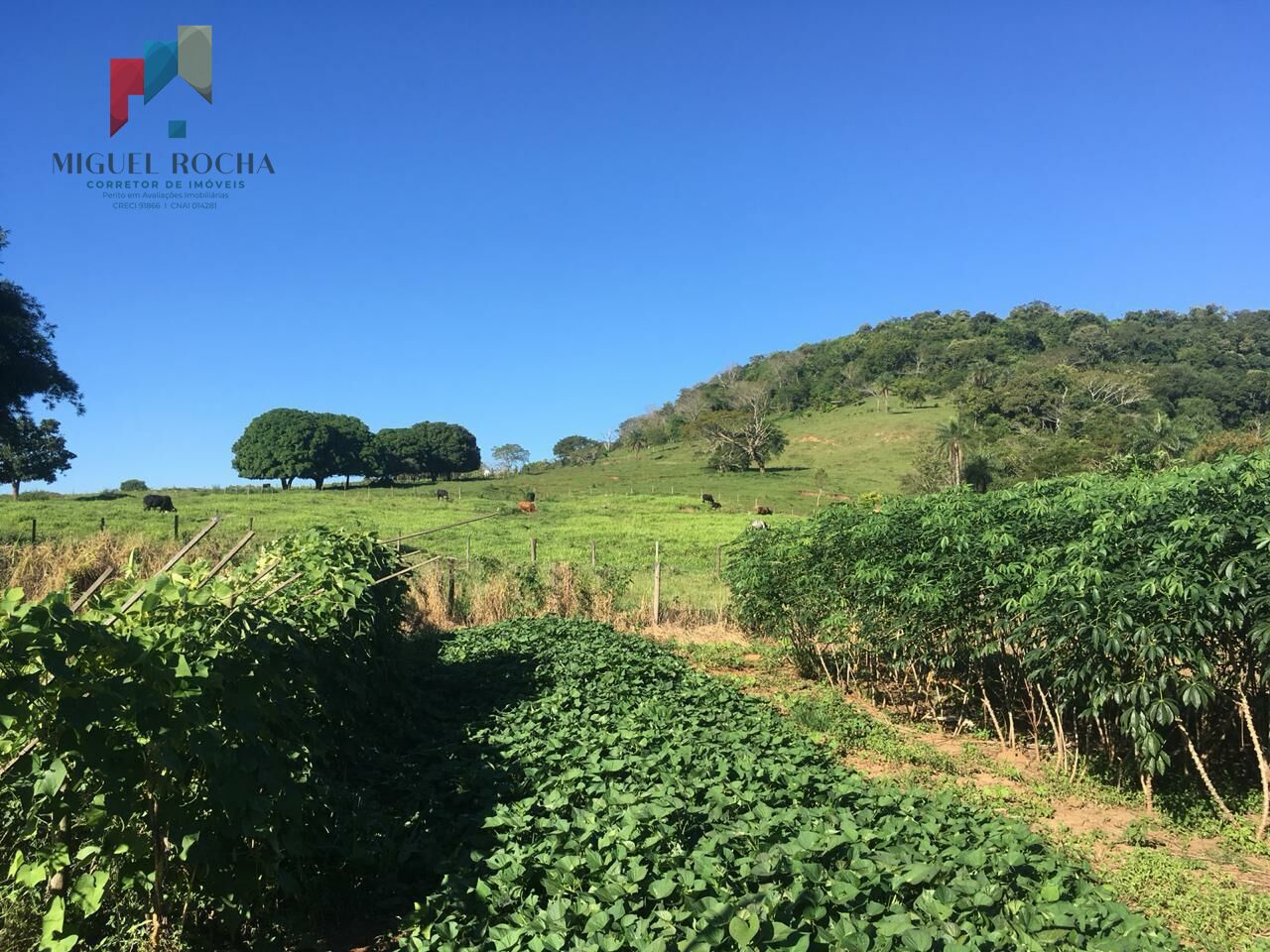 Fazenda à venda - Foto 7