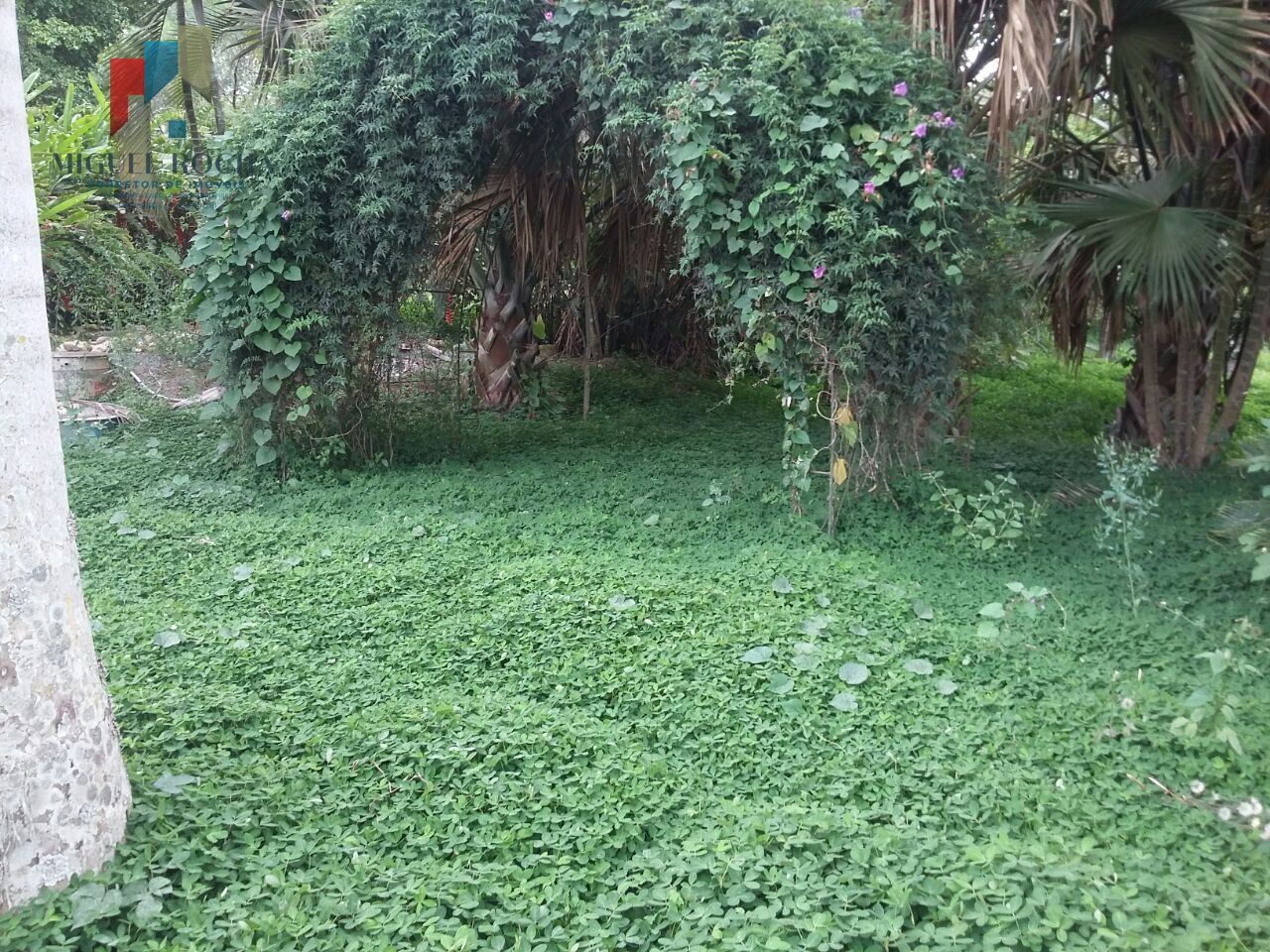 Fazenda à venda com 2 quartos - Foto 12