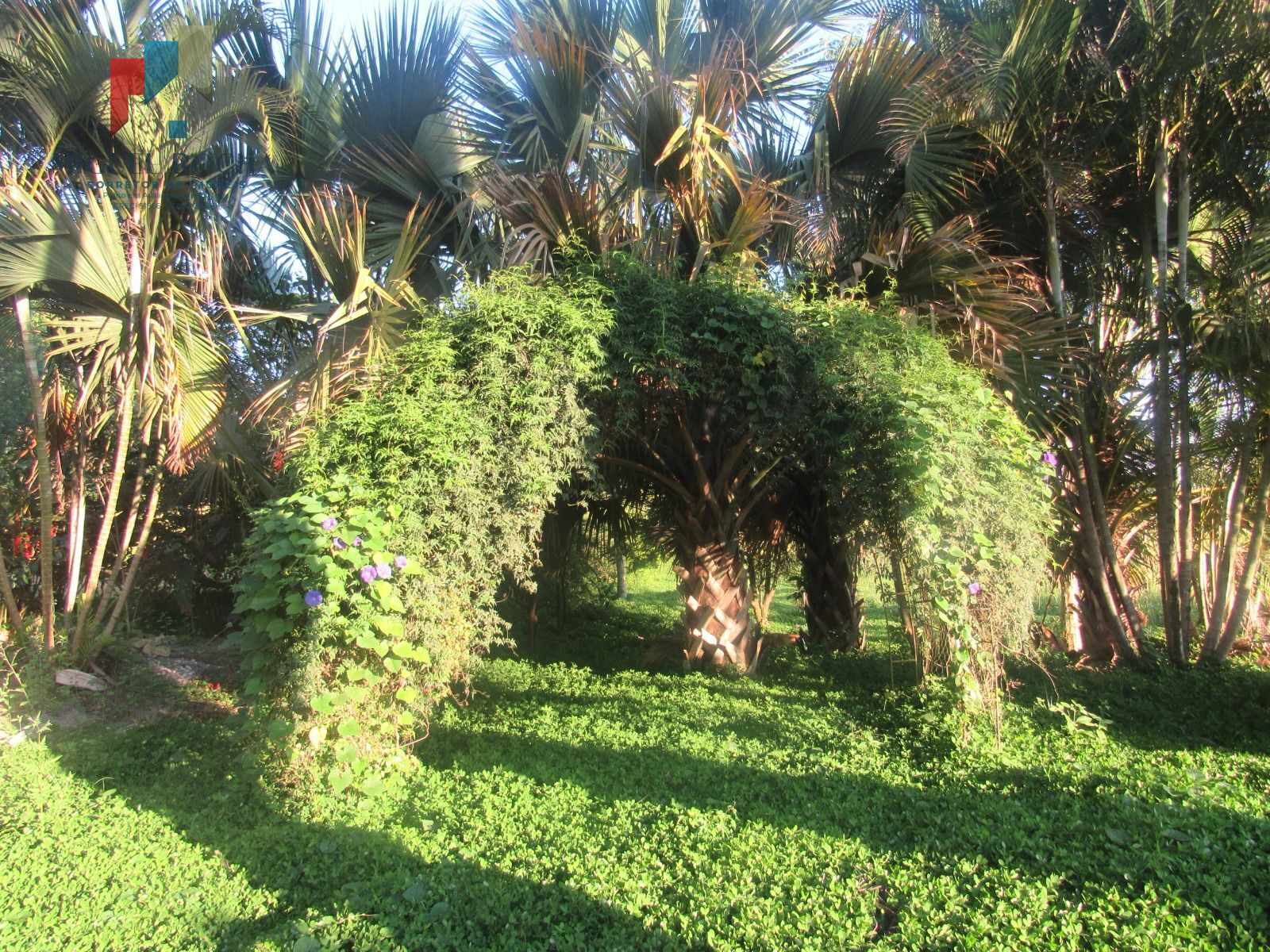 Fazenda à venda com 2 quartos - Foto 10