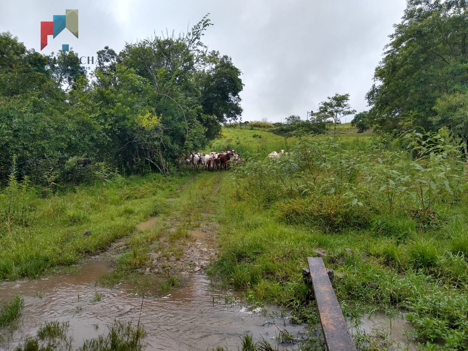 Fazenda à venda, 205700m² - Foto 4