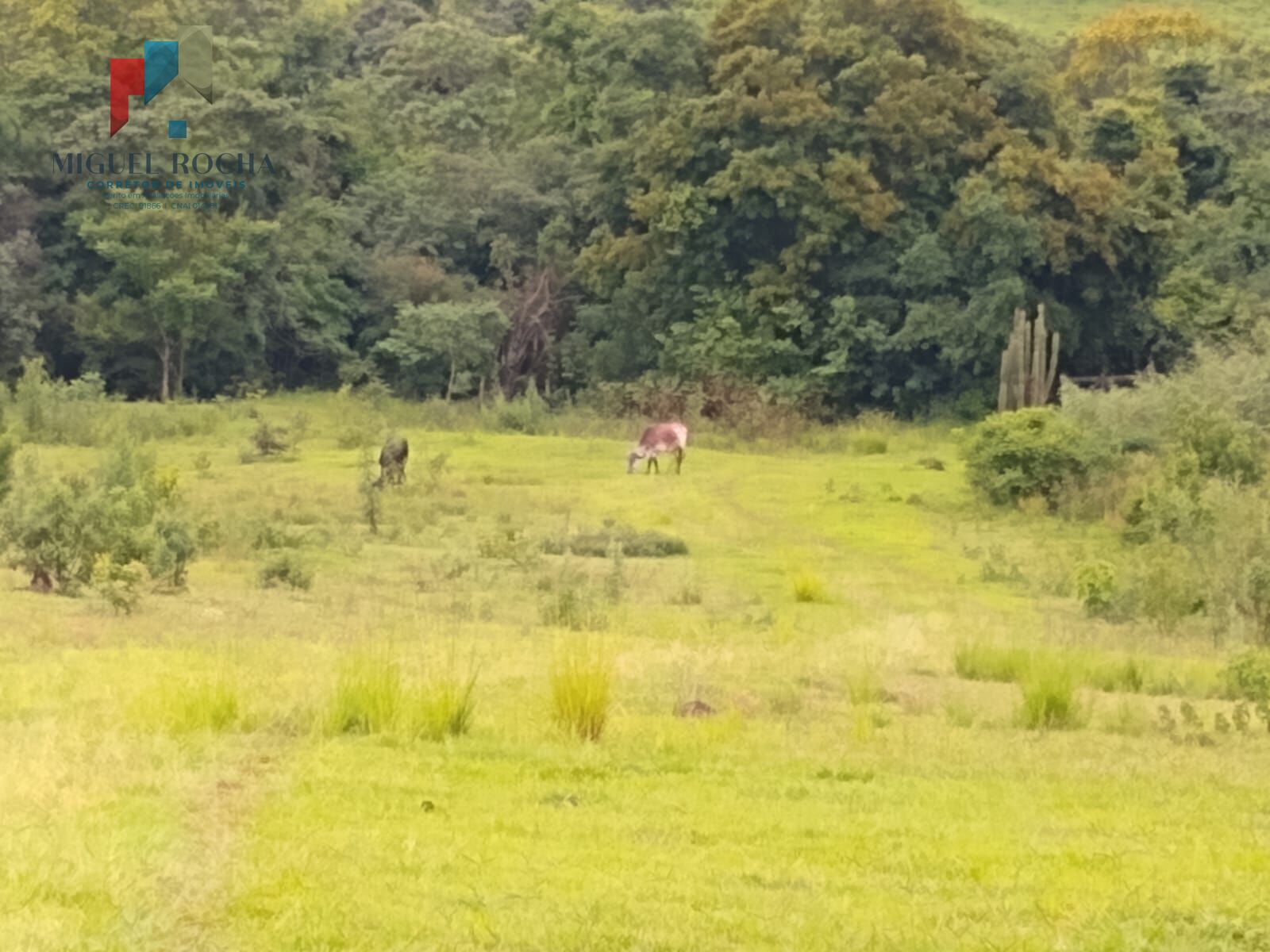 Fazenda à venda, 205700m² - Foto 3