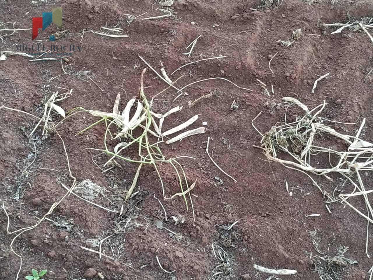 Sítio, 1 quarto, 198 hectares - Foto 8