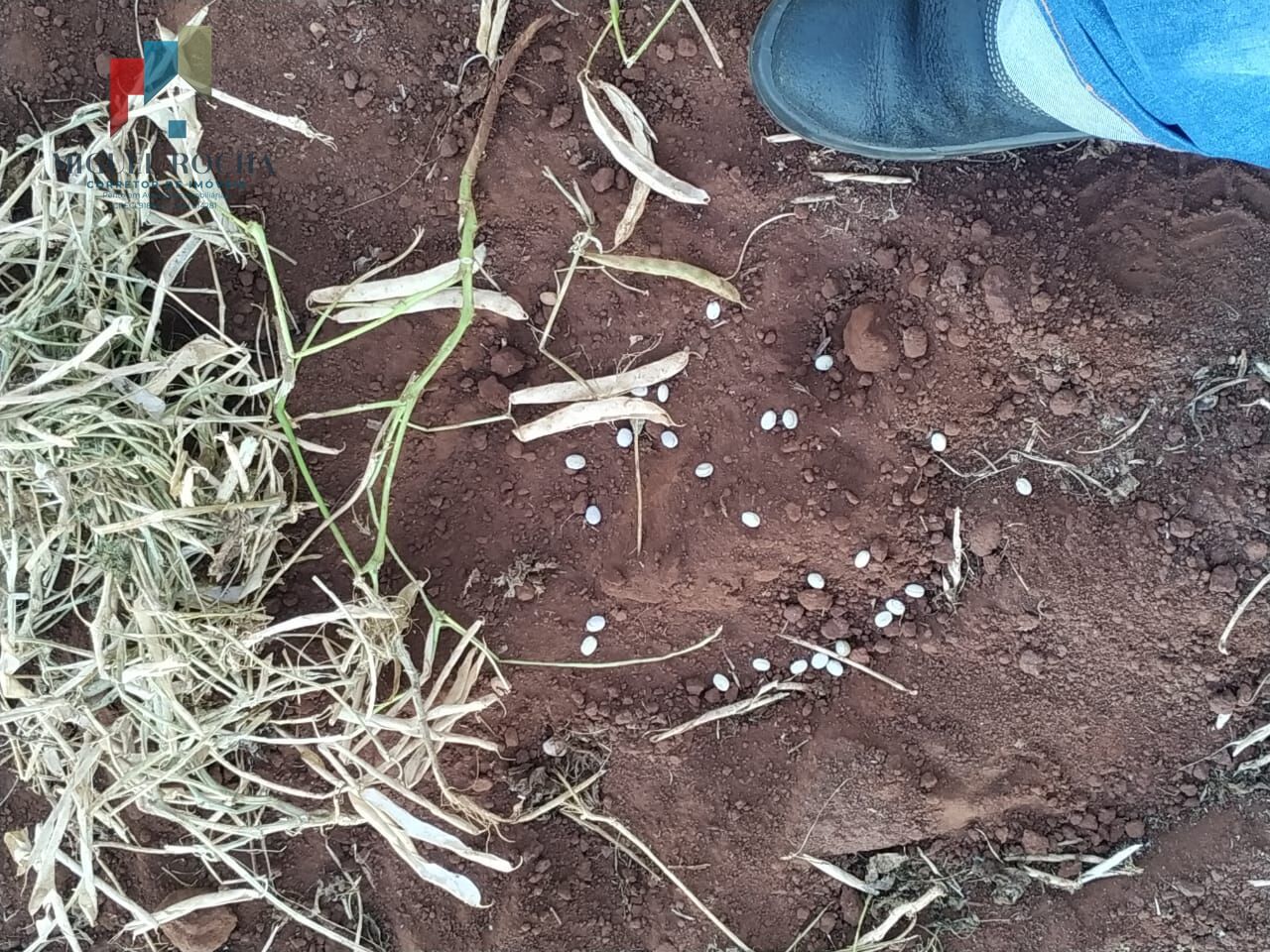 Sítio, 1 quarto, 198 hectares - Foto 18