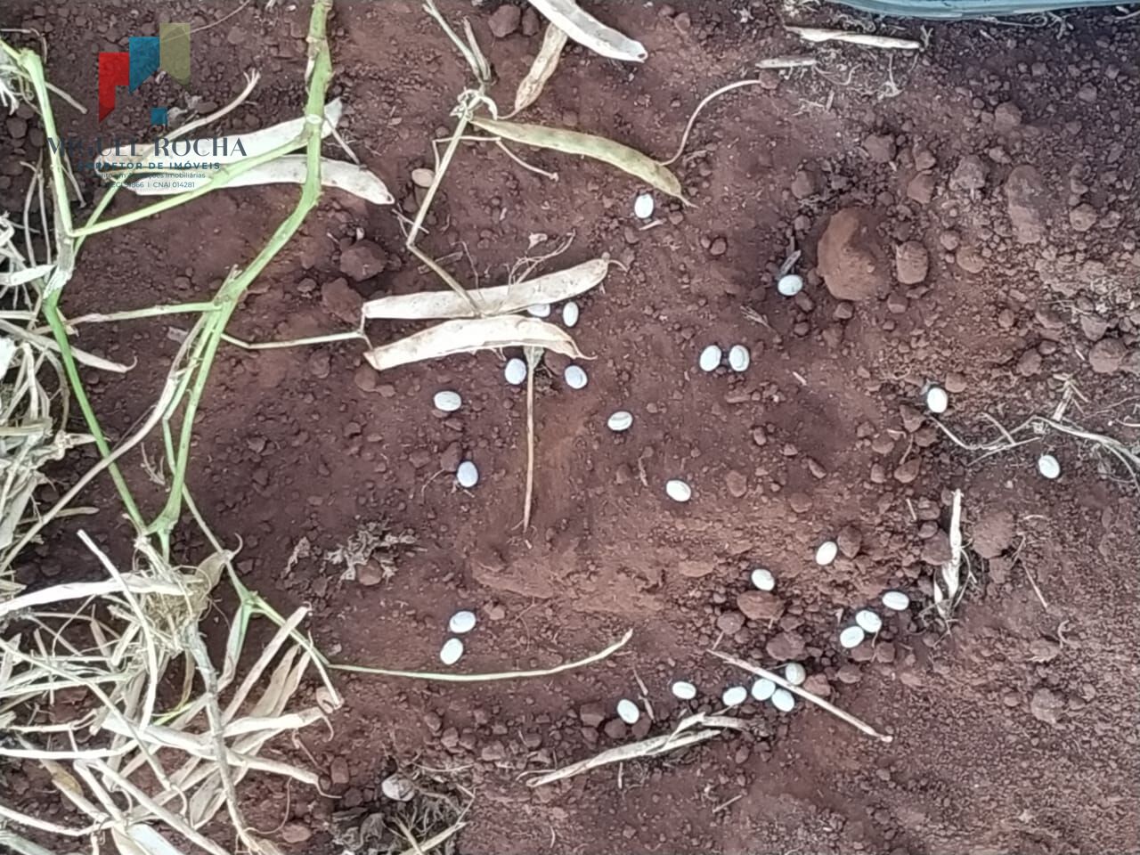 Sítio, 1 quarto, 198 hectares - Foto 17