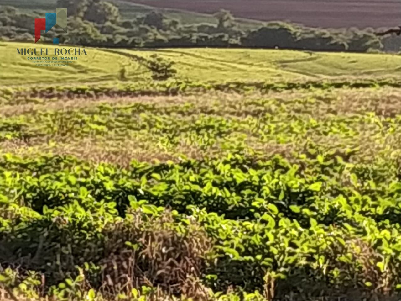 Sítio, 1 quarto, 198 hectares - Foto 2