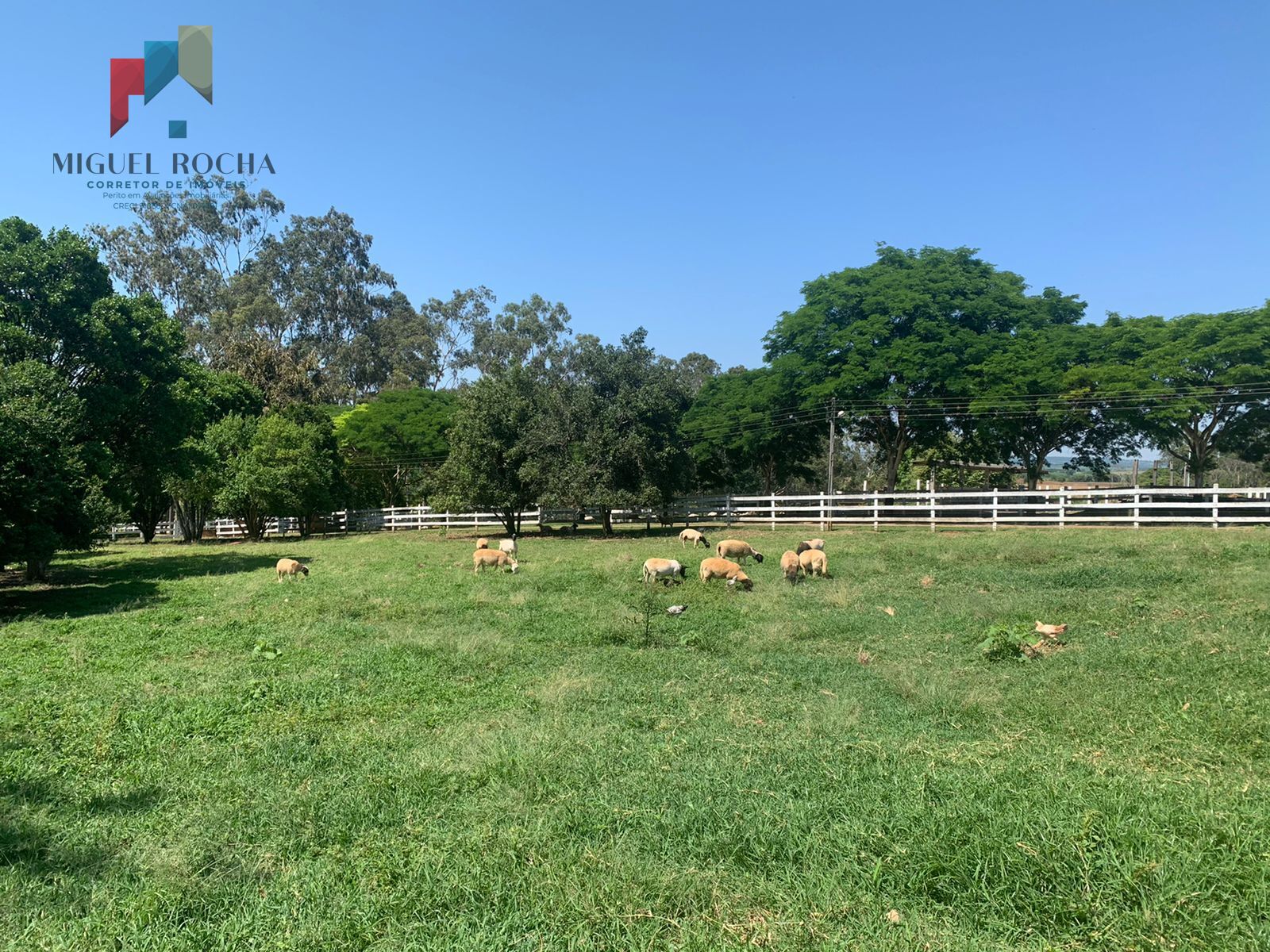 Fazenda à venda com 5 quartos, 170000m² - Foto 33