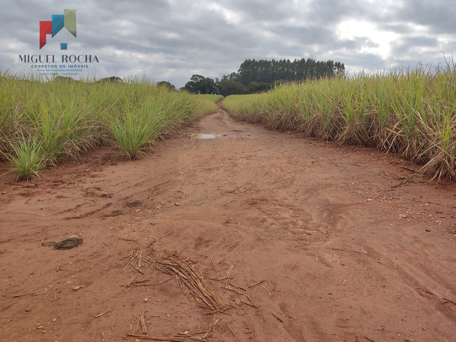 Fazenda à venda com 1 quarto, 2928200m² - Foto 7