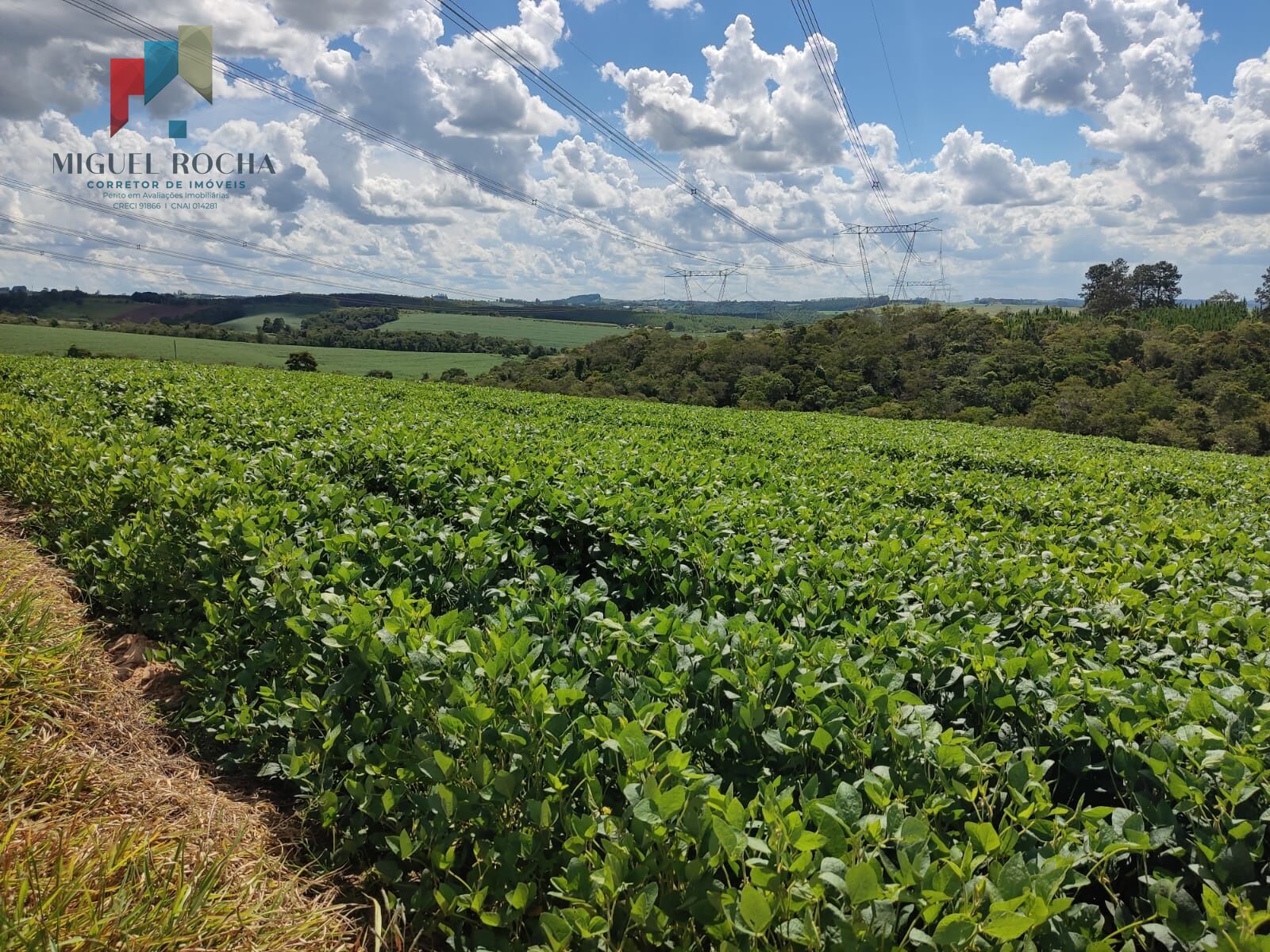 Fazenda à venda com 2 quartos, 726000m² - Foto 4