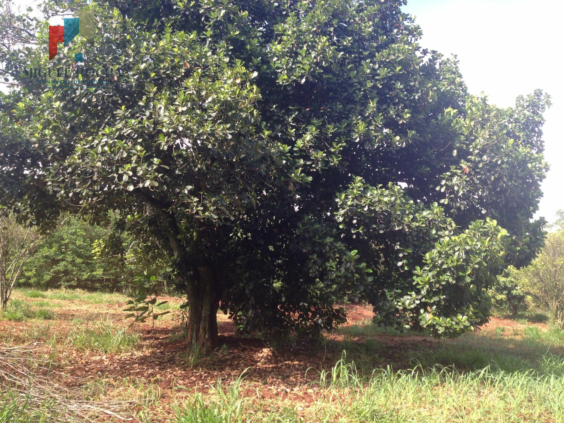 Fazenda à venda com 2 quartos, 88400m² - Foto 12