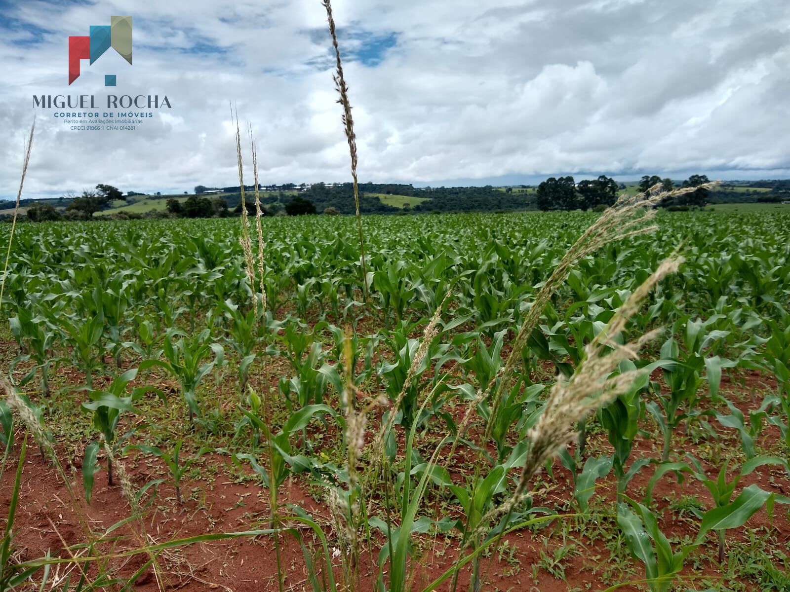 Fazenda à venda com 1 quarto, 484000m² - Foto 8