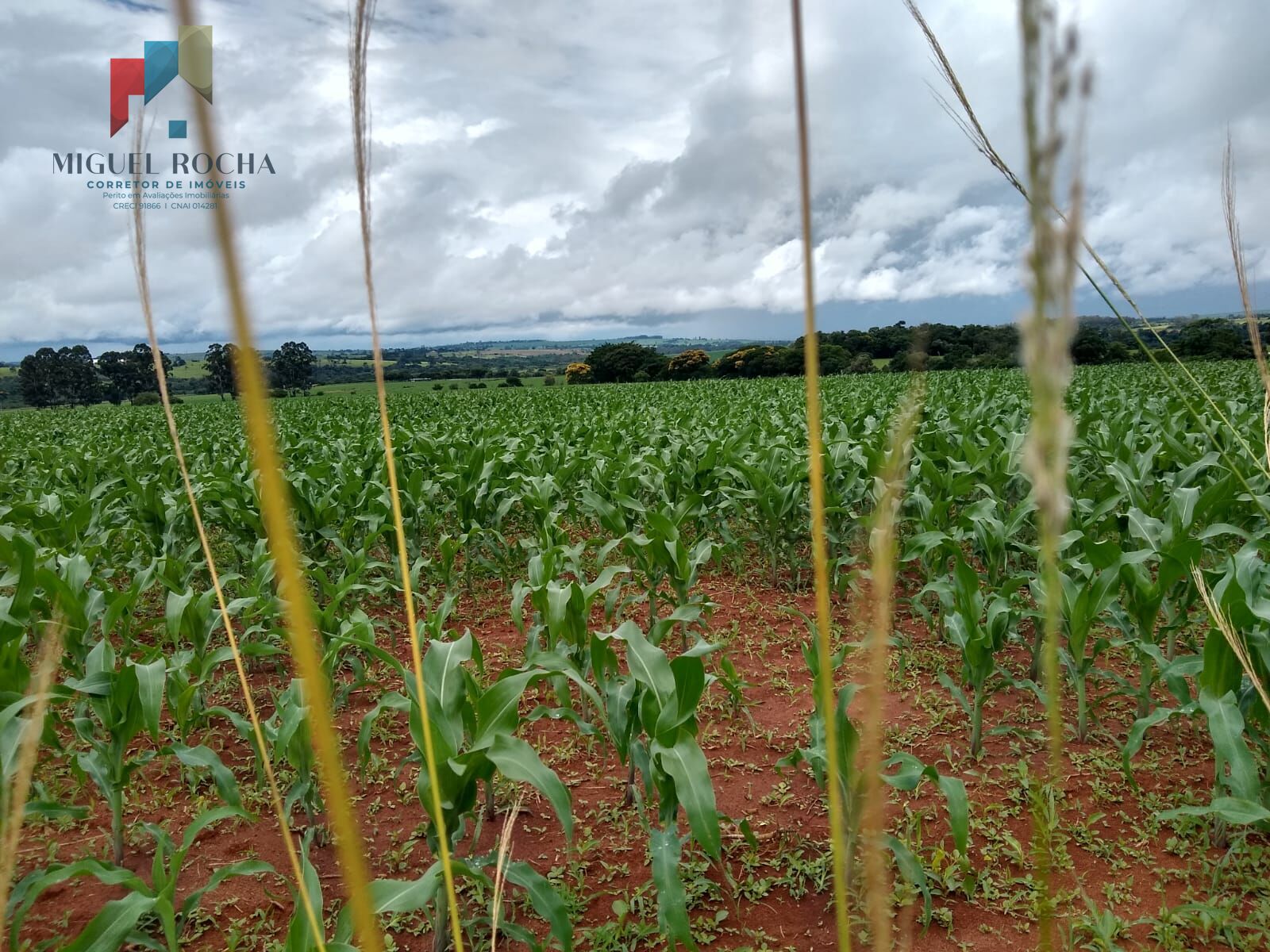 Fazenda à venda com 1 quarto, 484000m² - Foto 4