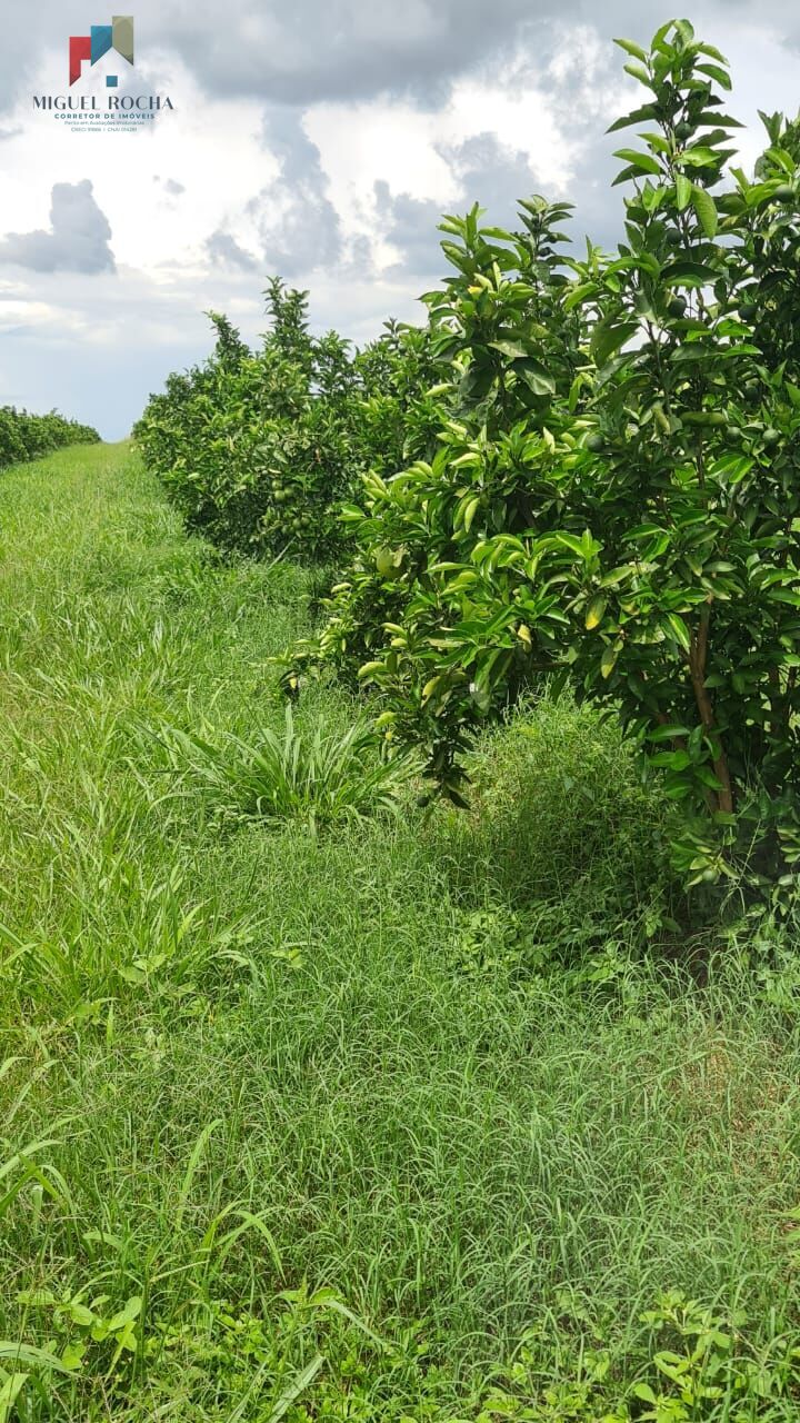 Fazenda à venda com 1 quarto - Foto 6