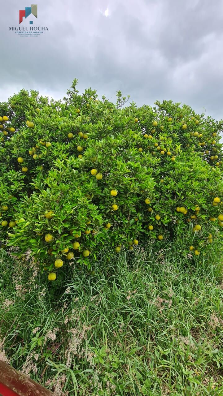 Fazenda à venda com 1 quarto - Foto 10