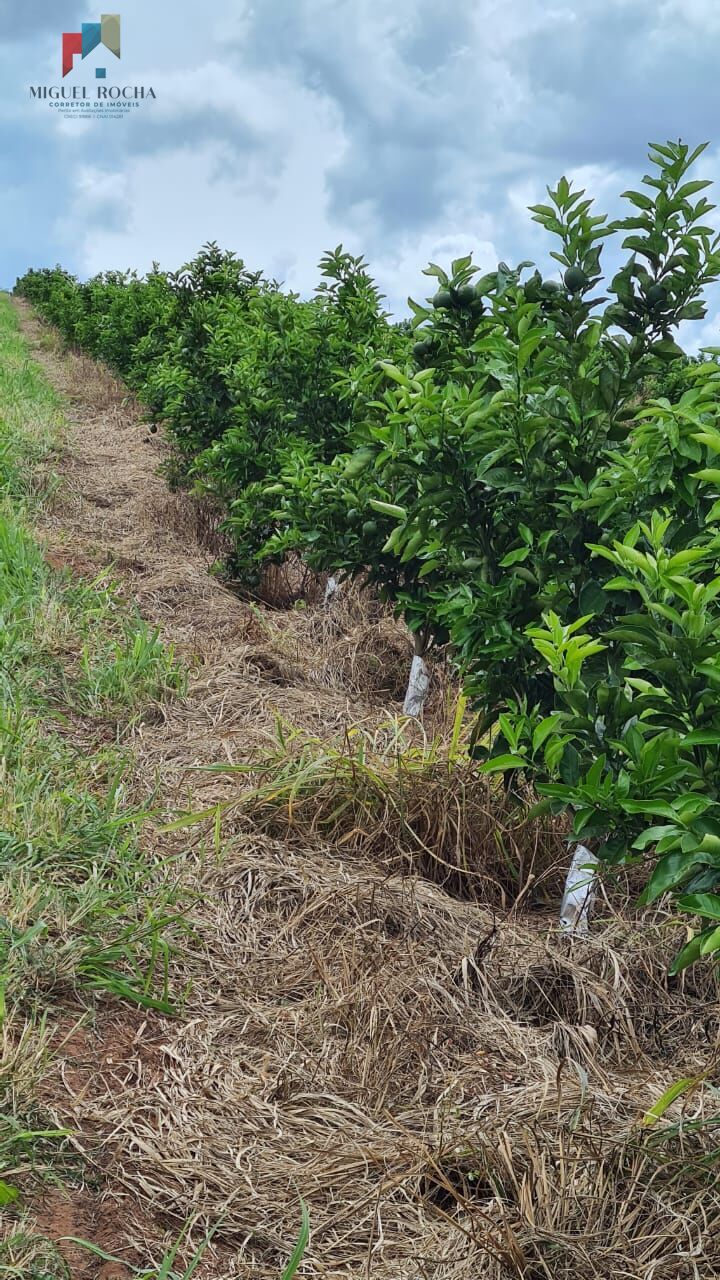 Fazenda à venda com 1 quarto - Foto 3