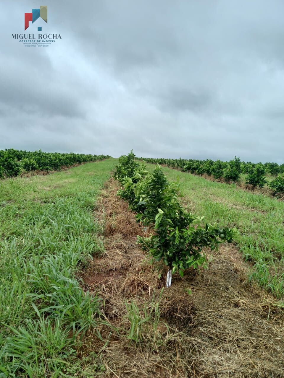 Fazenda à venda com 1 quarto - Foto 8