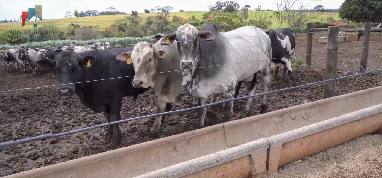 Fazenda à venda com 3 quartos, 968000m² - Foto 1