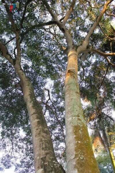 Fazenda à venda com 3 quartos, 20000m² - Foto 13