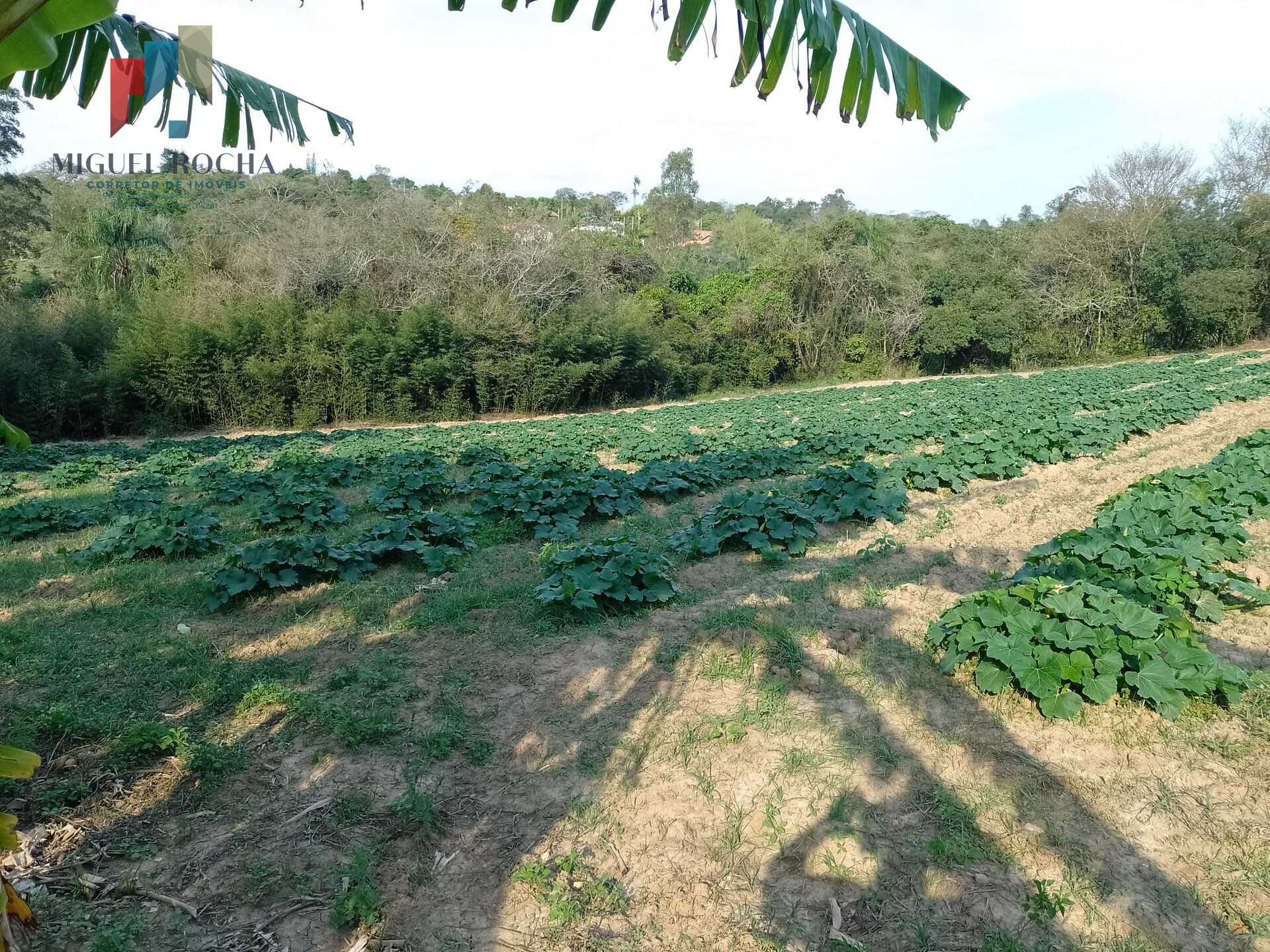 Terreno à venda, 5000m² - Foto 3