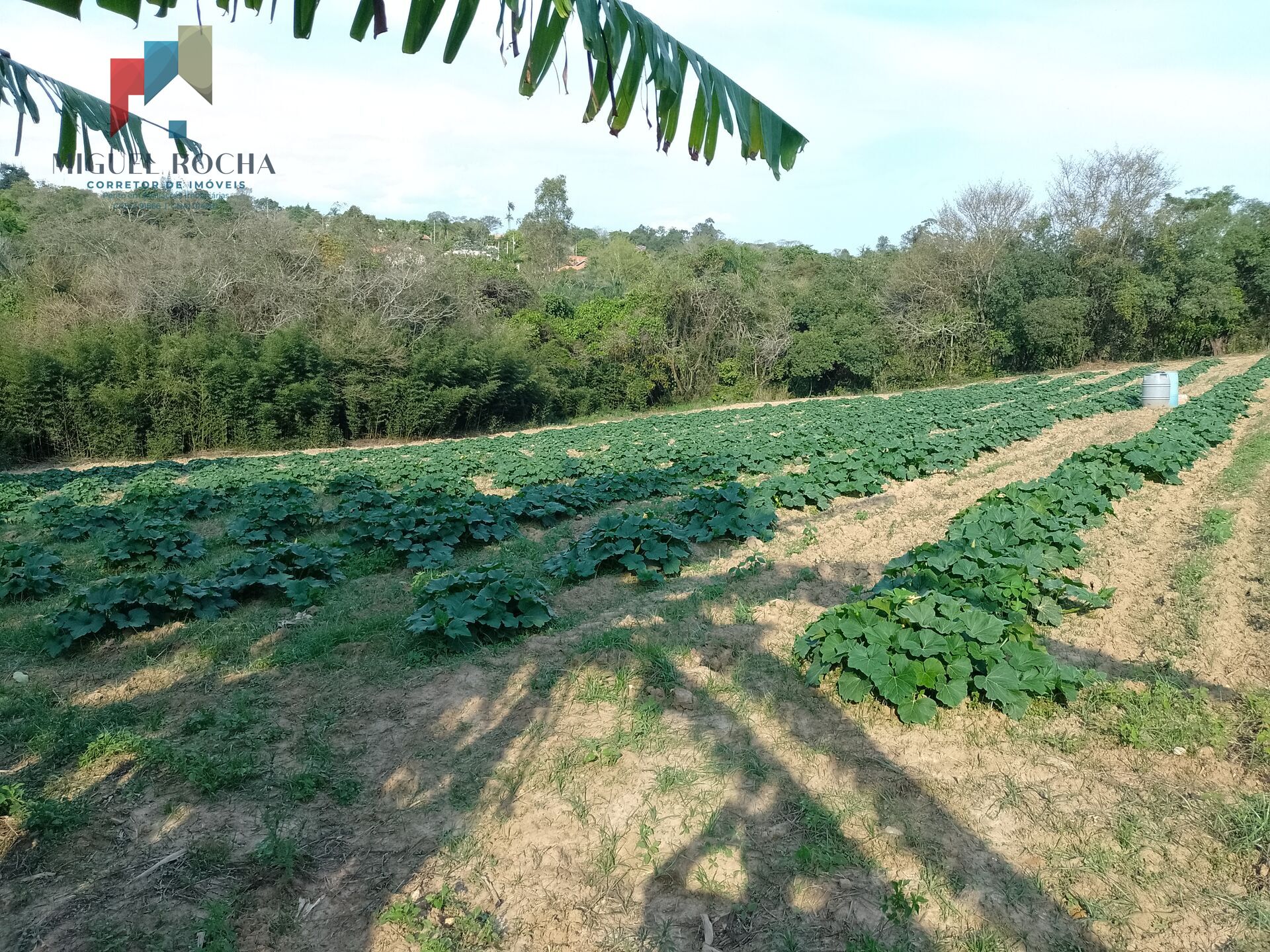 Terreno à venda, 5000m² - Foto 4