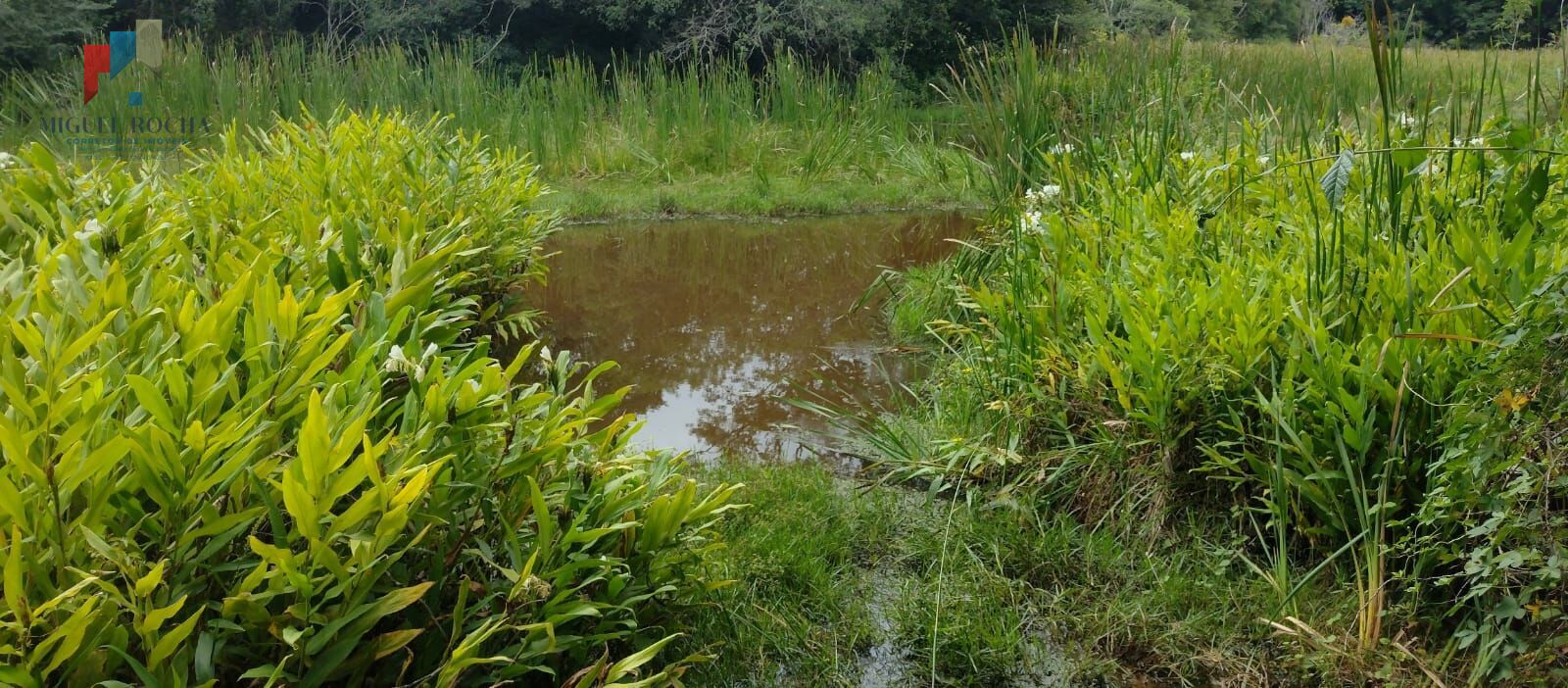 Fazenda à venda, 54000m² - Foto 5