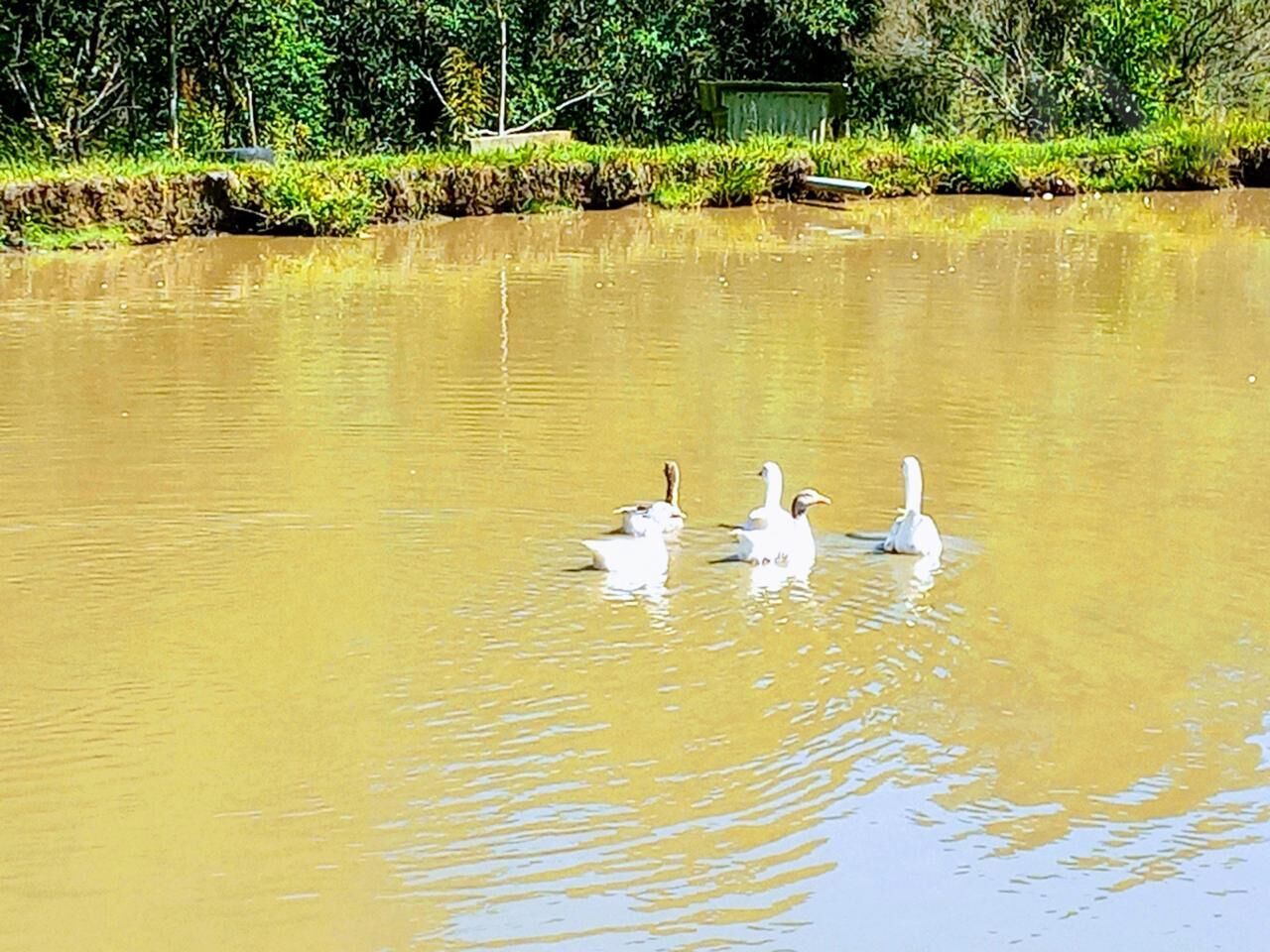 Chácara de 96800m² no bairro Rural, em Ponte Alta | Eu Corretor