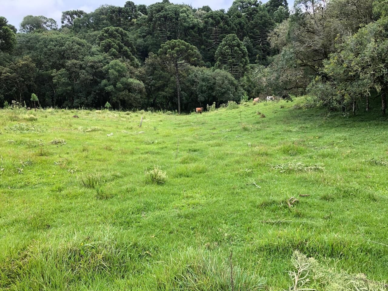 Chácara de 96800m² no bairro Rural, em Ponte Alta | Eu Corretor