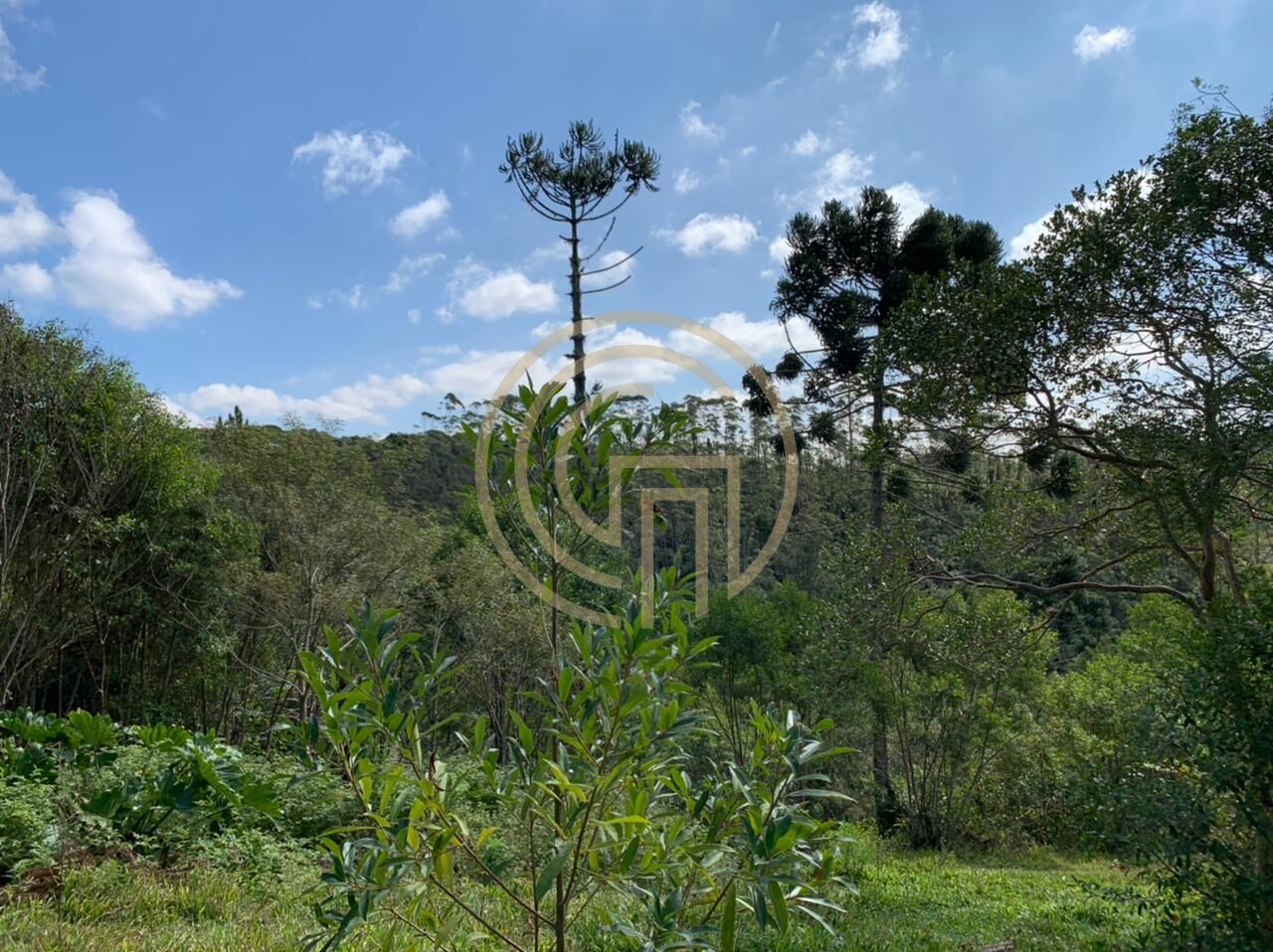 Chácara, 4 quartos, 4 hectares - Foto 15