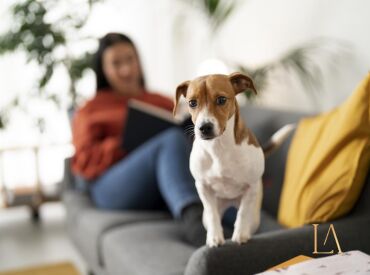Animais de estimação em apartamentos: como escolher o imóvel ideal?