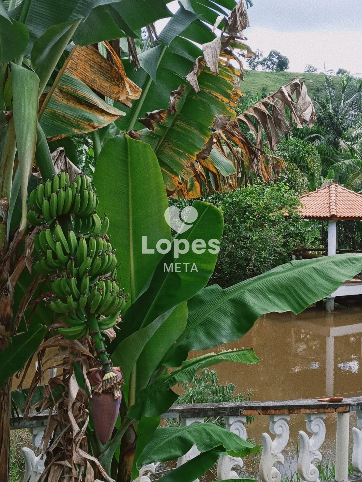 Chácara à venda com 2 quartos, 1300m² - Foto 26