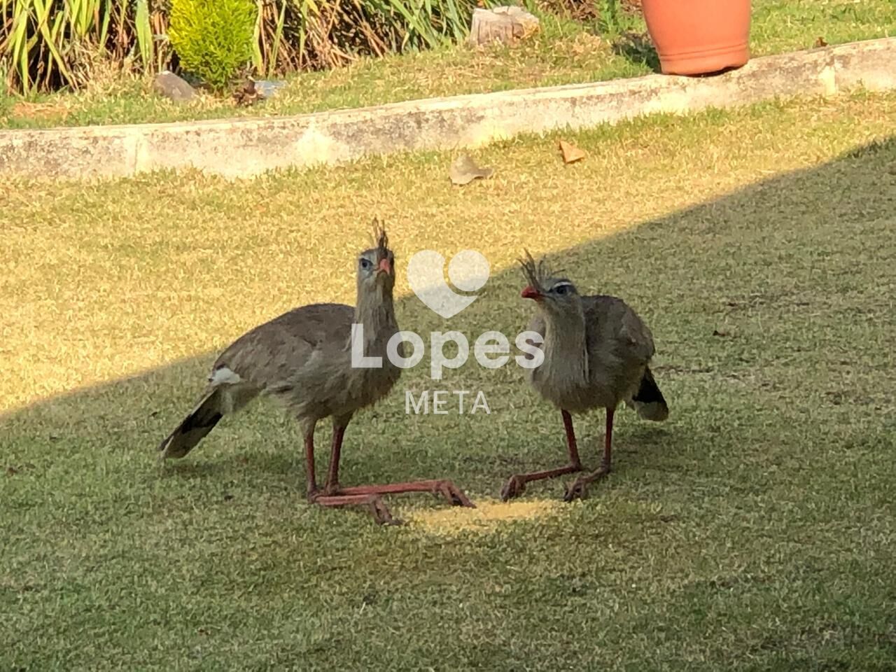 Chácara, 2 quartos, 6000 m² - Foto 23